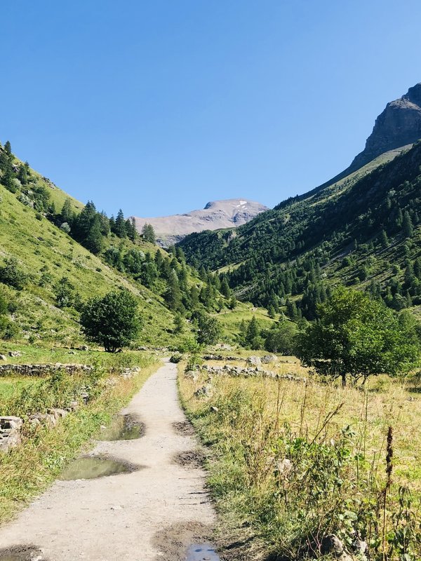 Quelle est la méthode la plus efficace pour désherber une allée de jardin sans produits chimiques?